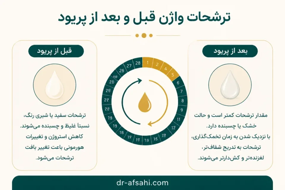 نمای توضیحی درباره ترشحات واژن قبل و بعد از پریود